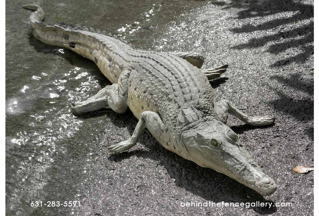 Crocodile Resting 4ft. Statue